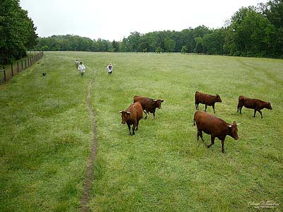 Following the herd